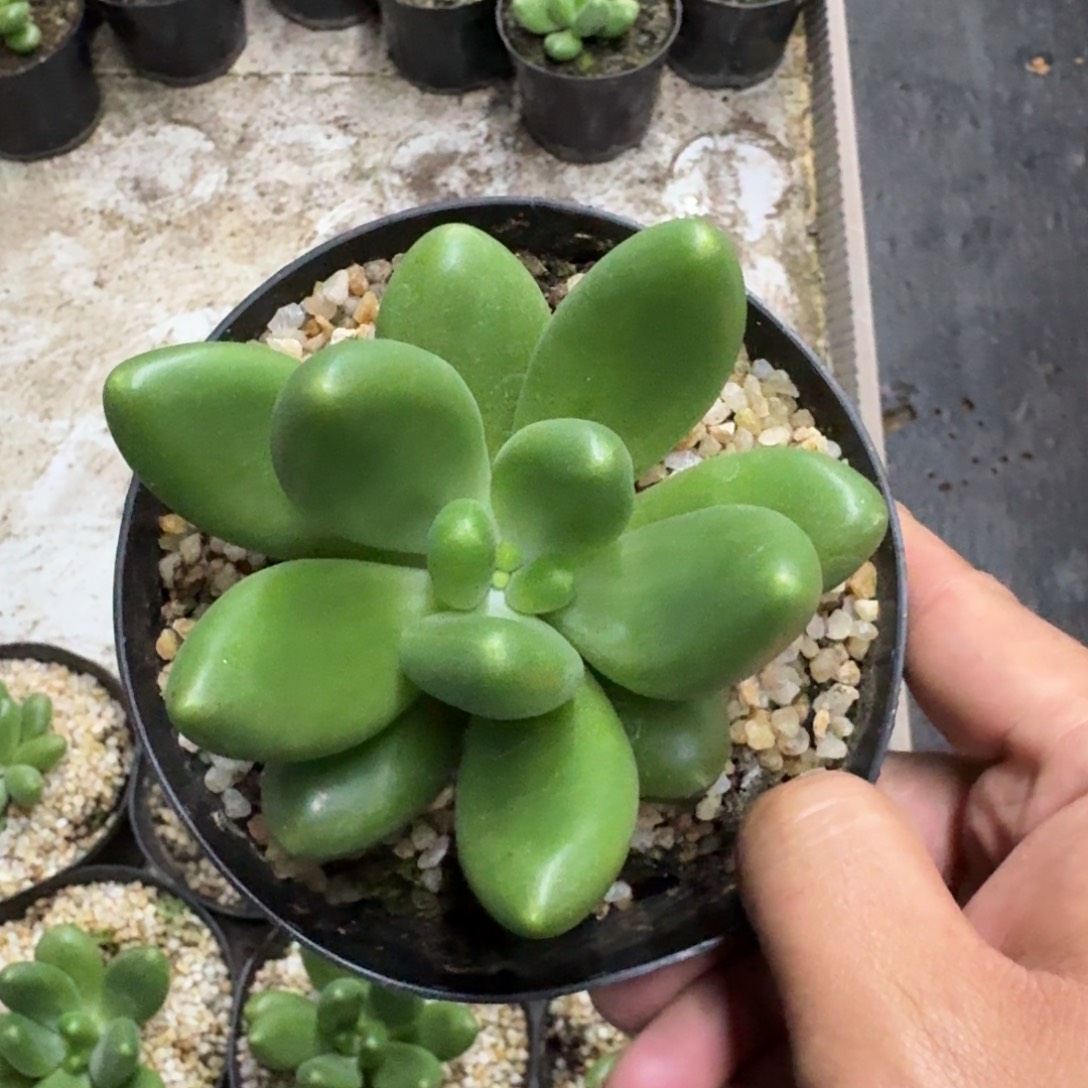 摩尔根 单头  一物一拍