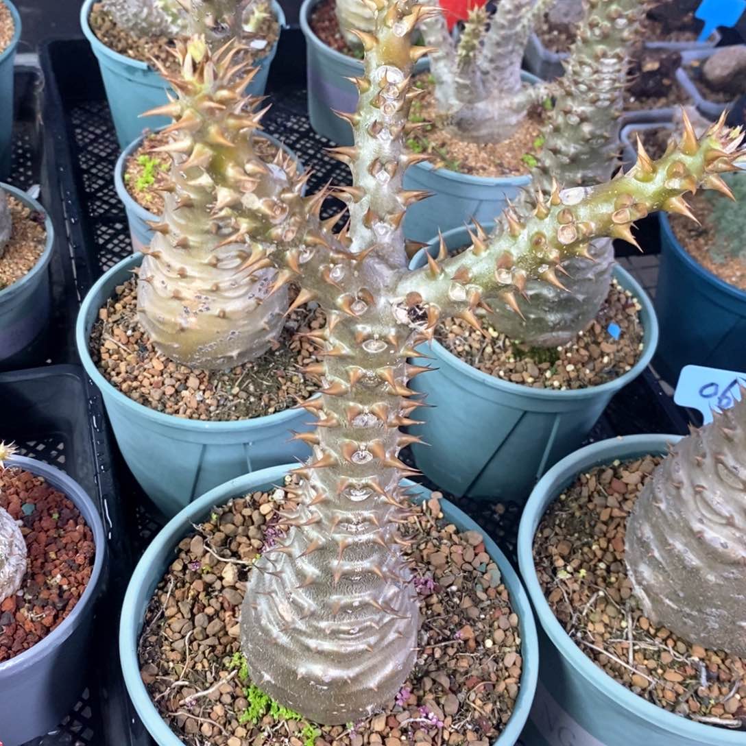 巴氏棒槌多肉植物