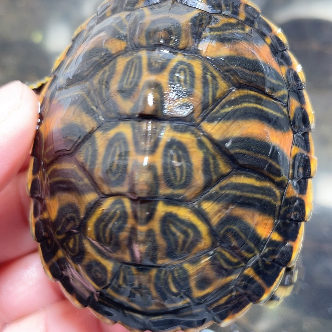 宠物龟不分公母火焰