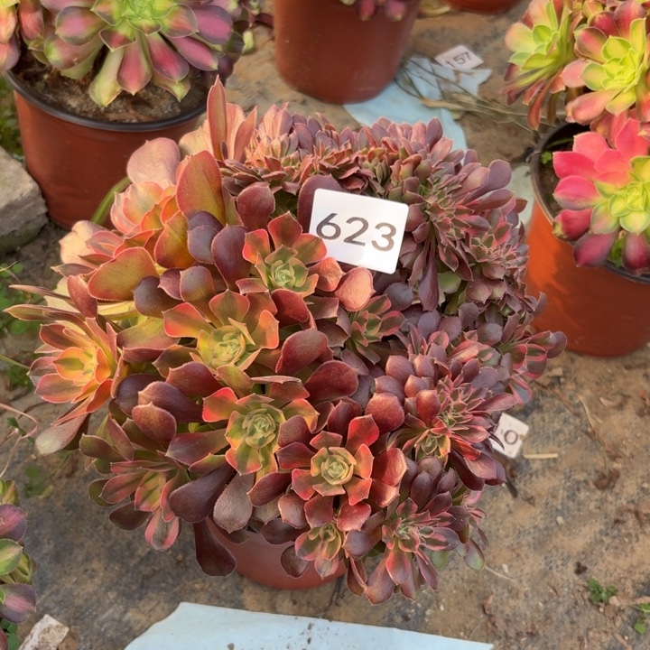 雅典娜缀多肉植物不包损623