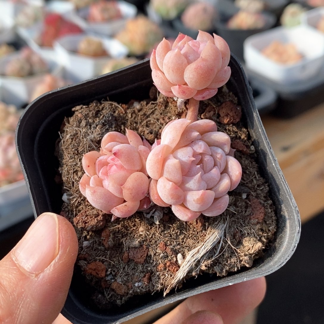 精品多肉一物一拍不包整14