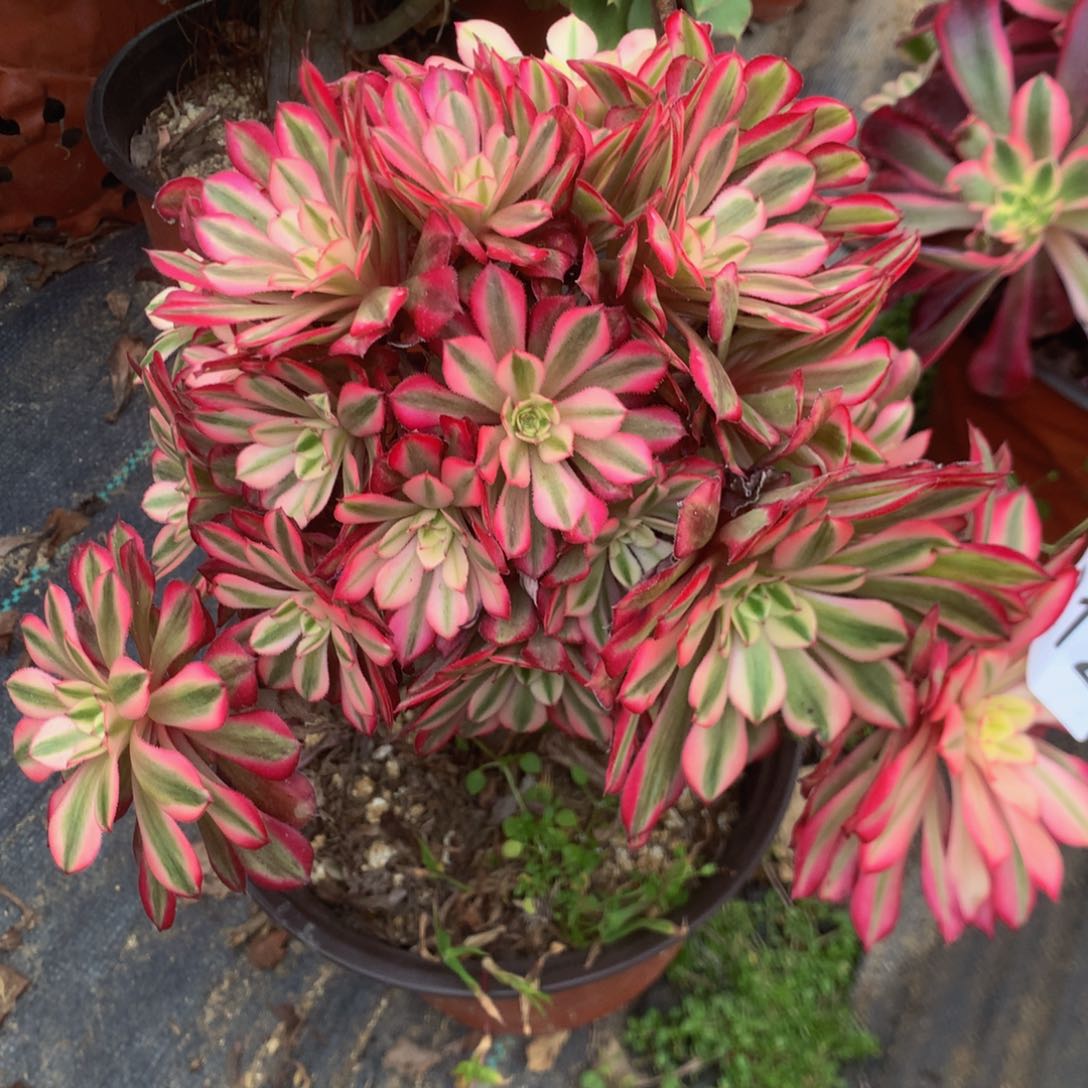 812红白多肉植物