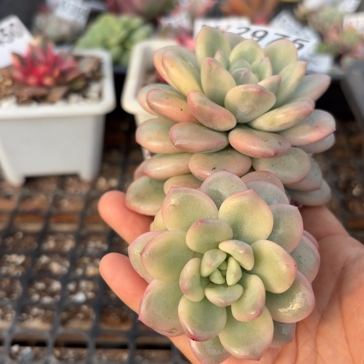 多肉植物满18包邮当场凑单