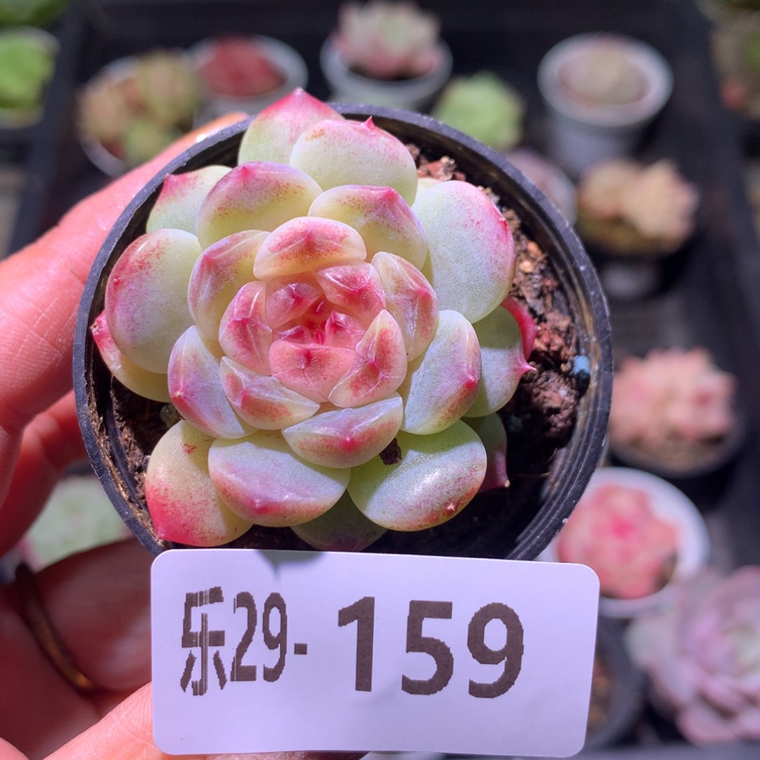 乐然29-159 秘境冰魄 