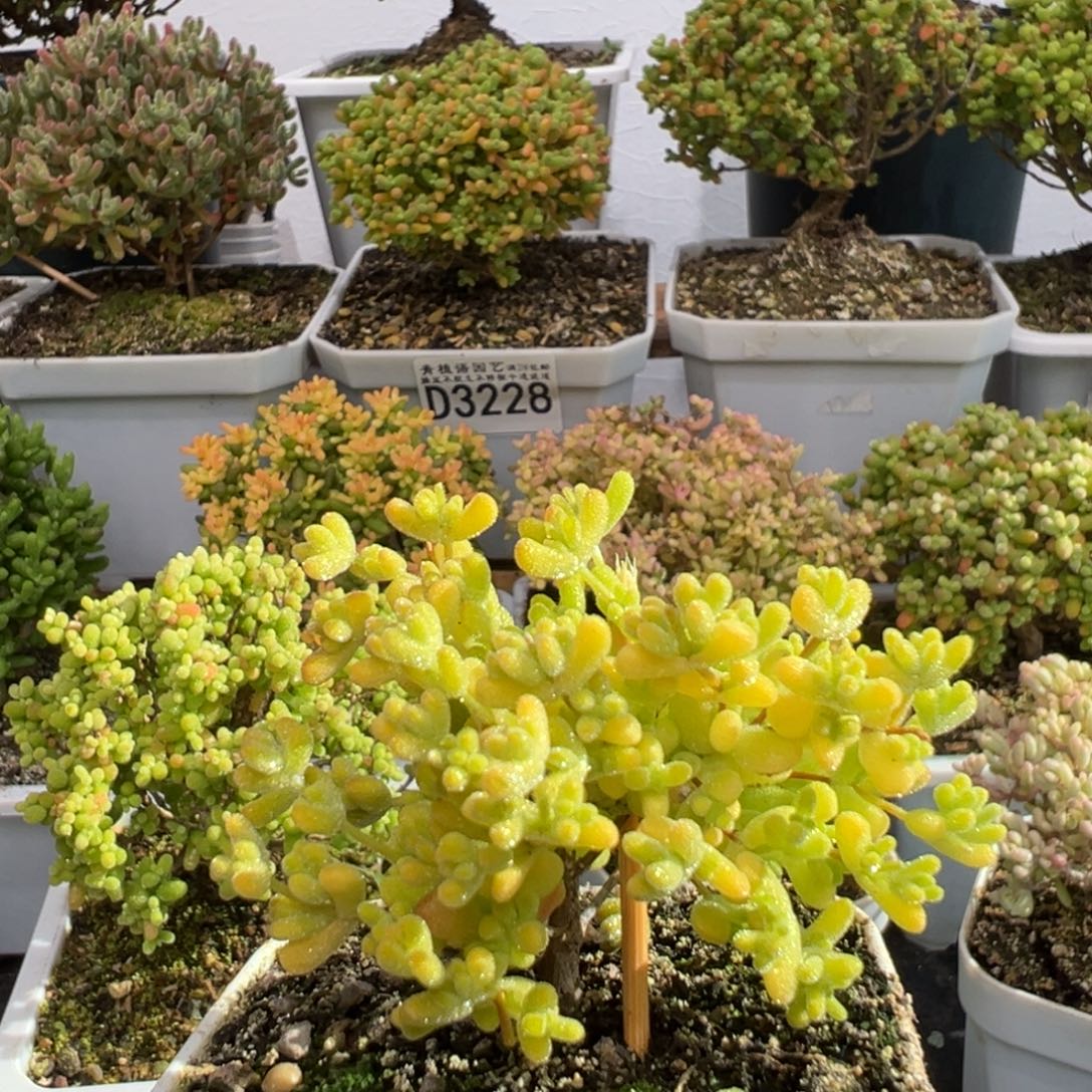 梨***、D3238黄金莱斯枝干