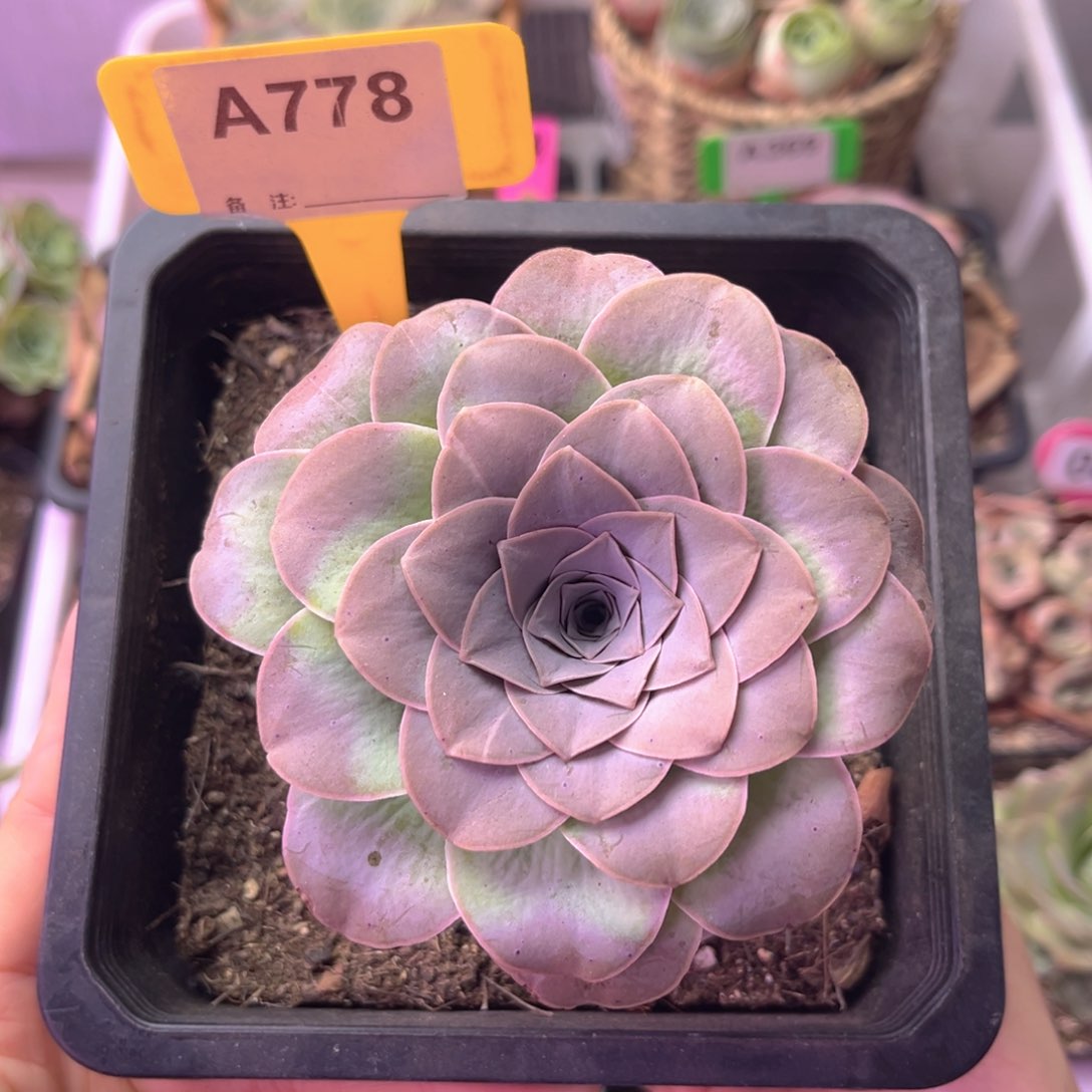 清秋玫瑰老桩一物一拍A778 裸根发