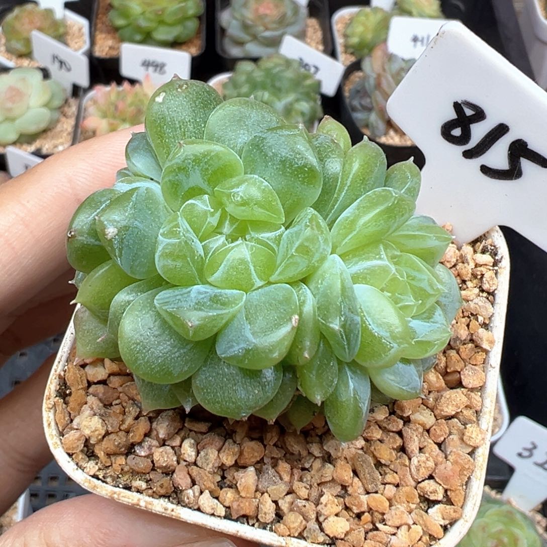 815号泼天富贵3头