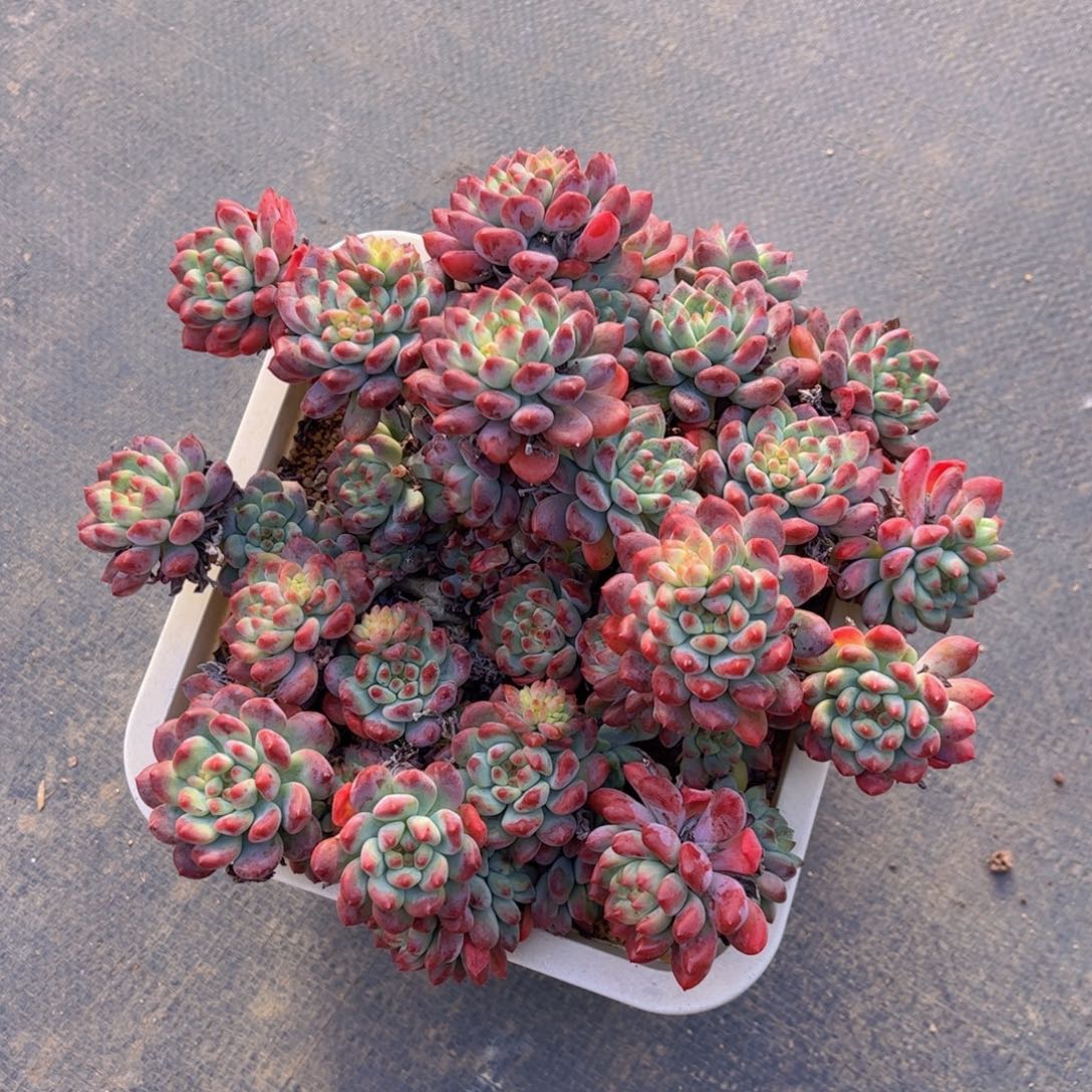 特价超大群蓝苹果全状态