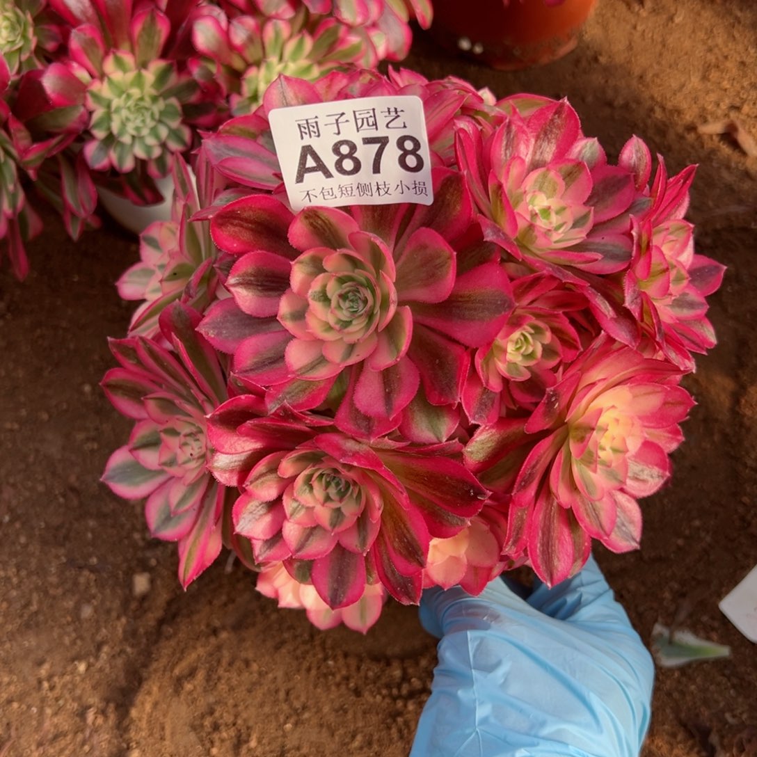 878倾城尺寸23左右