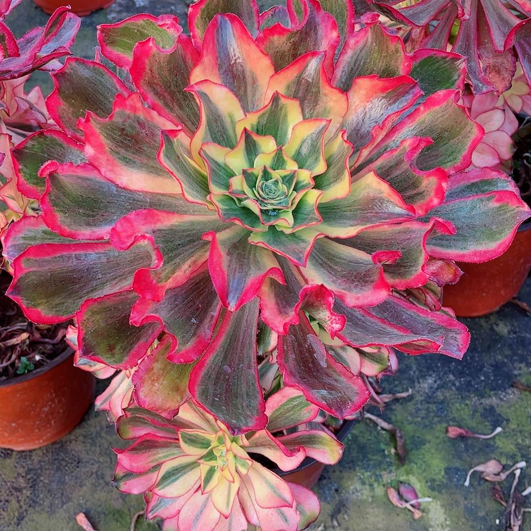 无花朵保**姨多肉植物媚影766延迟发货