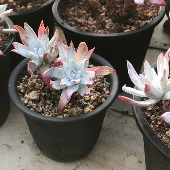 韩货刘丹仙女棒杯