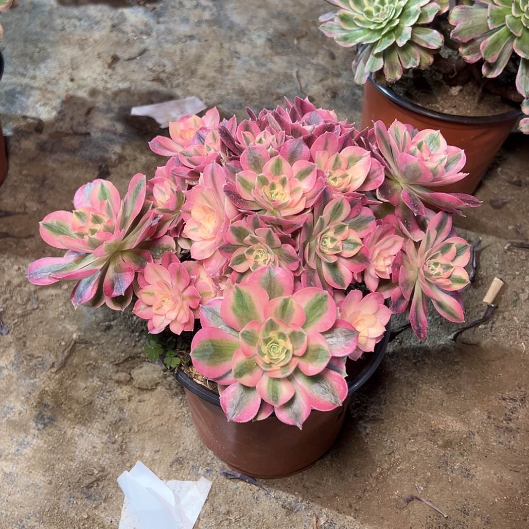 112多肉00000000000000