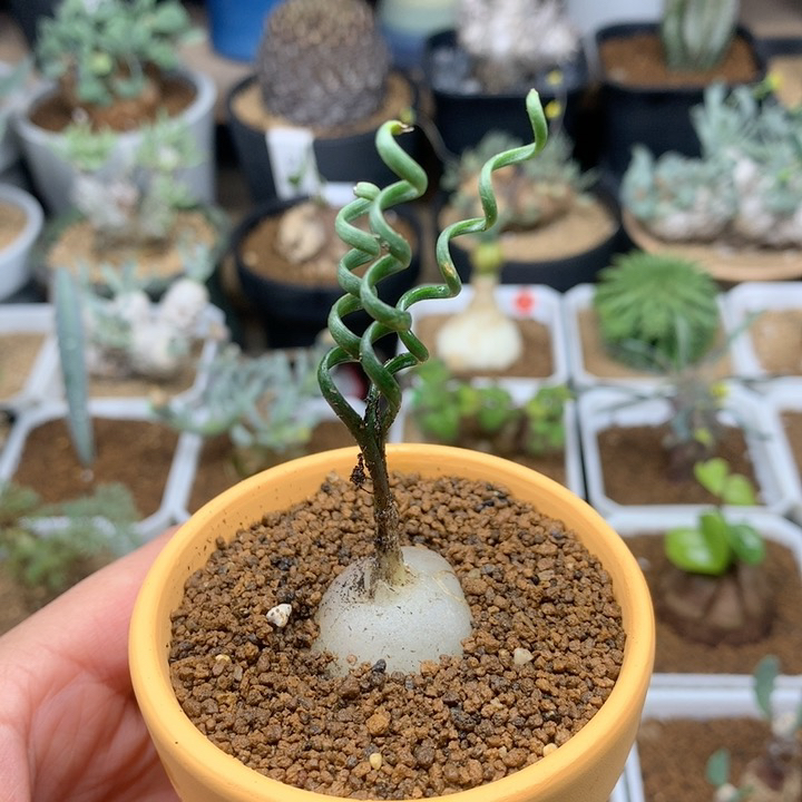 钢丝弹簧草母本带盆