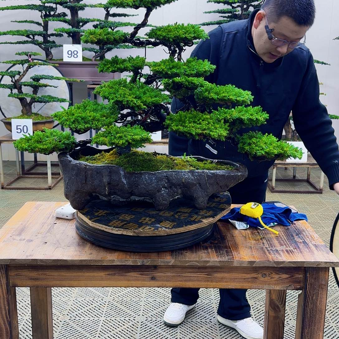 无花朵柏树造型盆景