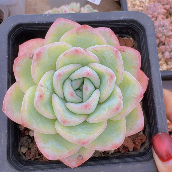 泡芙单头一物一拍