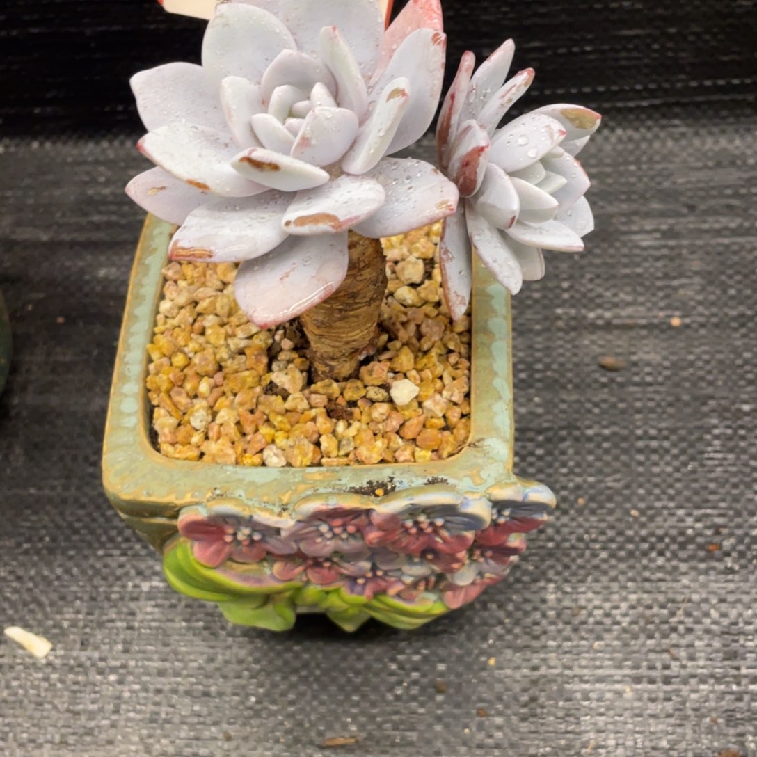 遇***猪弥鹿之森一物一拍