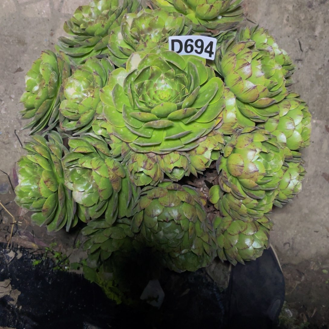 万拉丝14////5包邮