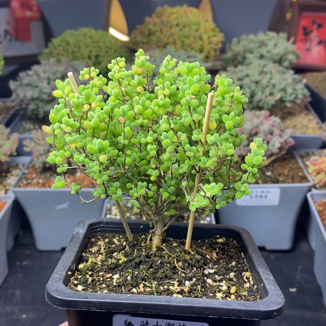 七****阁102蜜橘糖球枝干