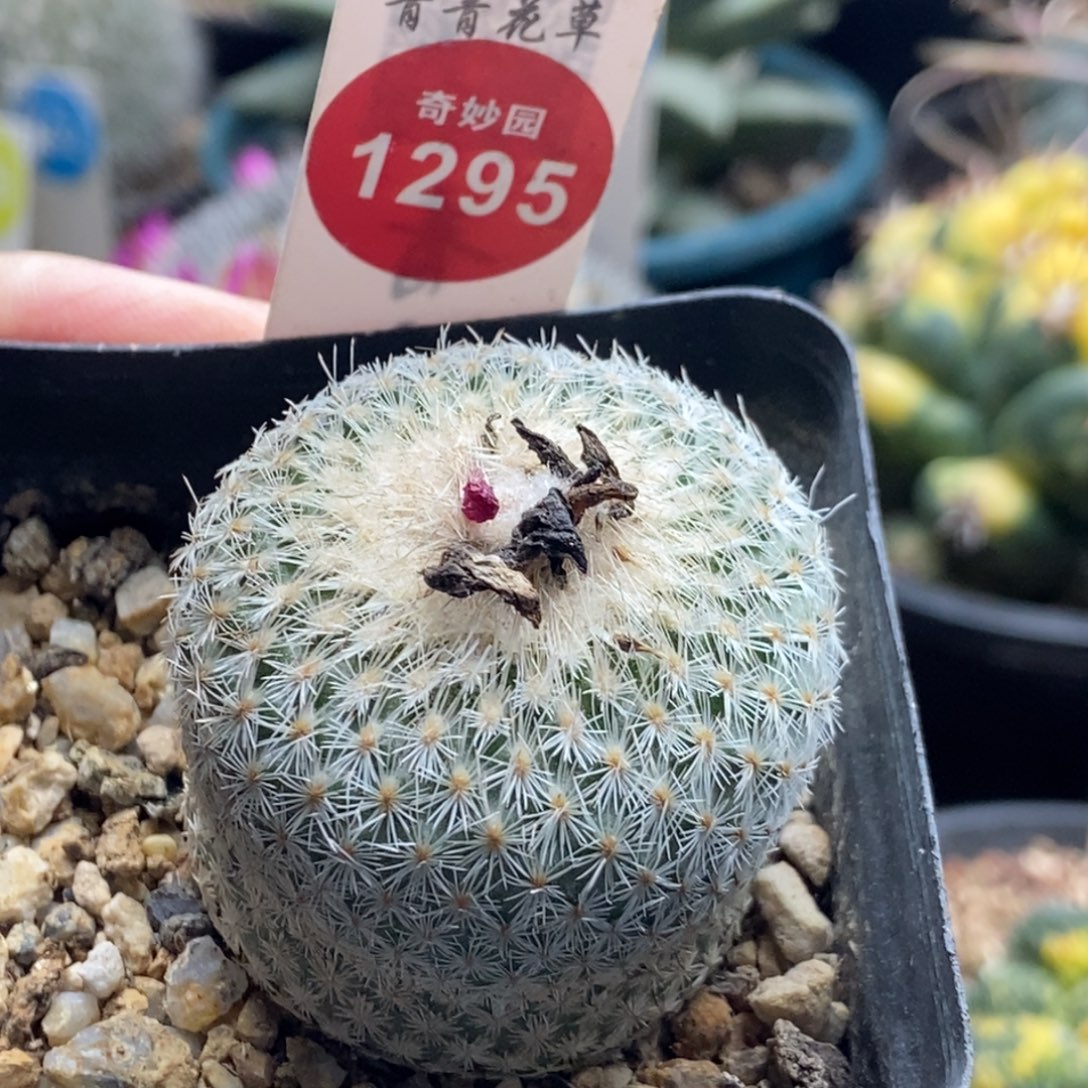 实生月世界4cm一棵仙人球