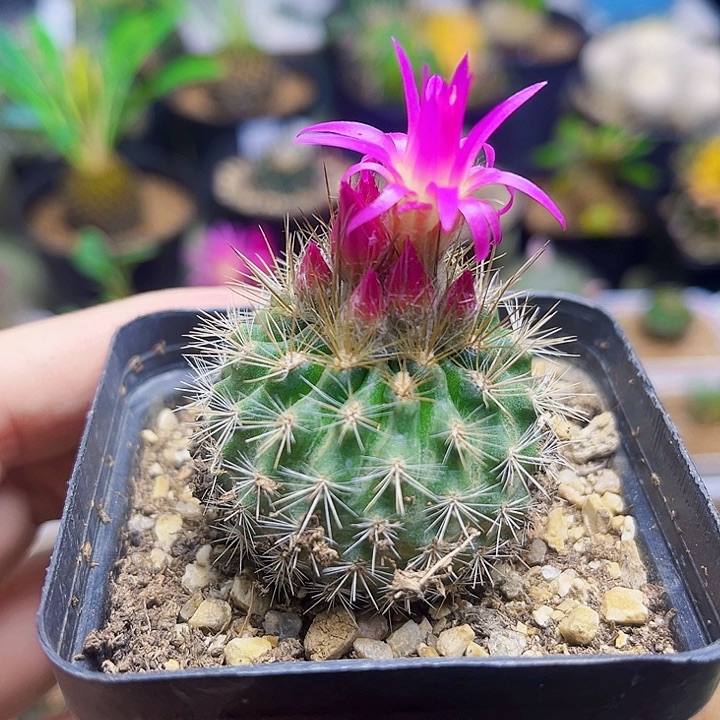 开花无名智利球一颗一颗