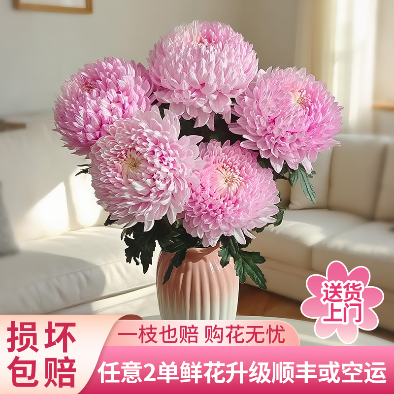 【黄梦宇】浅粉色牡丹菊鲜花雏菊全场鲜花任意满两单及以上送货上门