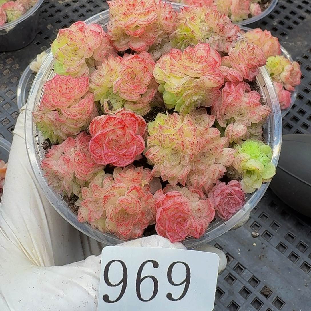 多肉植物多肉植物969