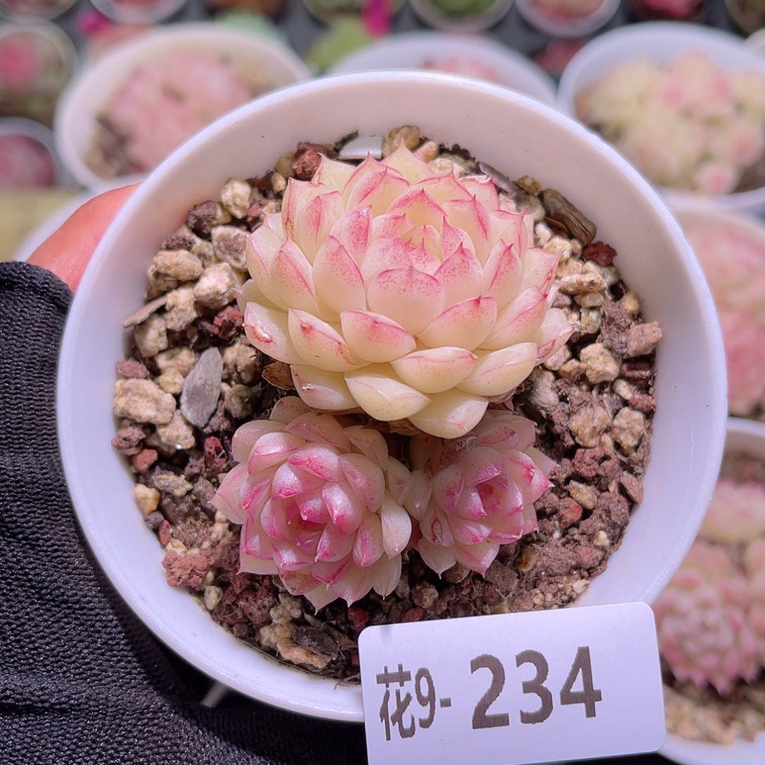 花09-234女王三头