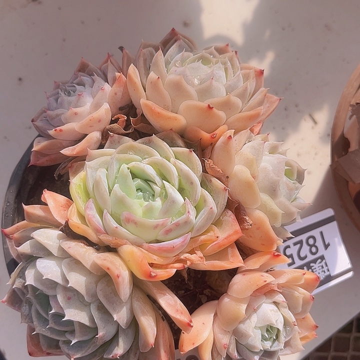 西娜杂1825多肉植物