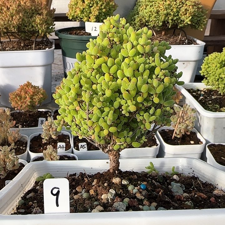 蜜橘糖球枝干番杏