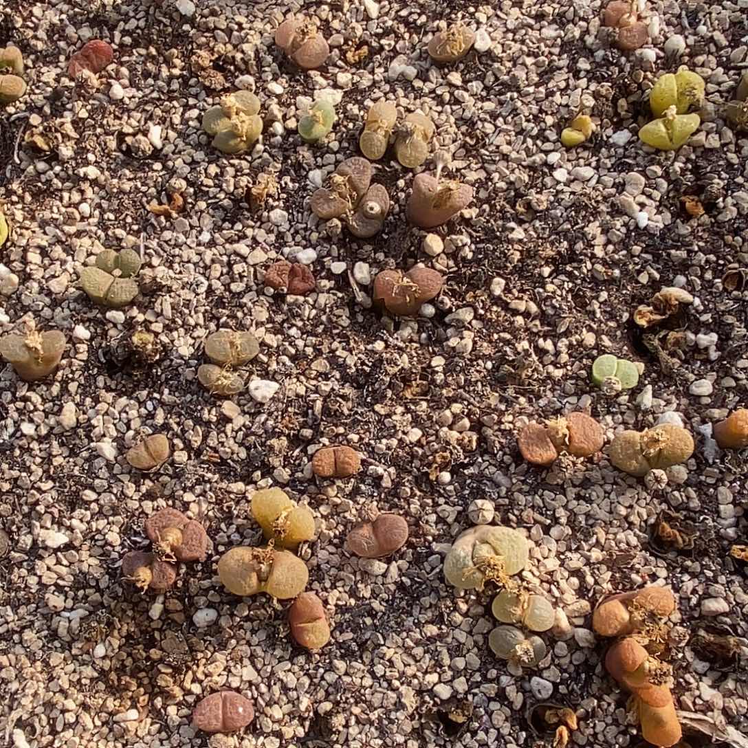 1527母本风铃清框。  