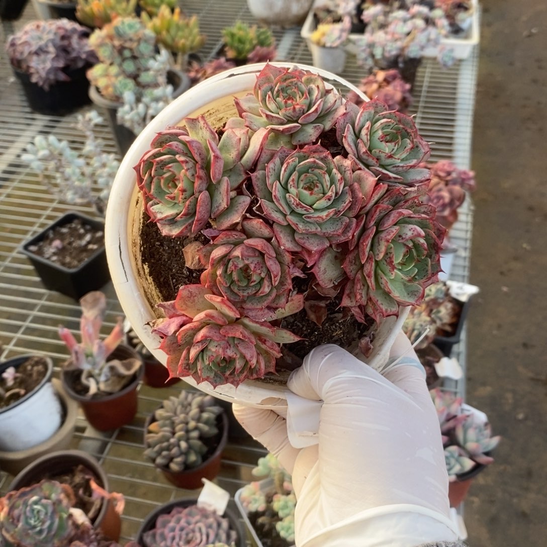 610贝拉多娜一物一拍