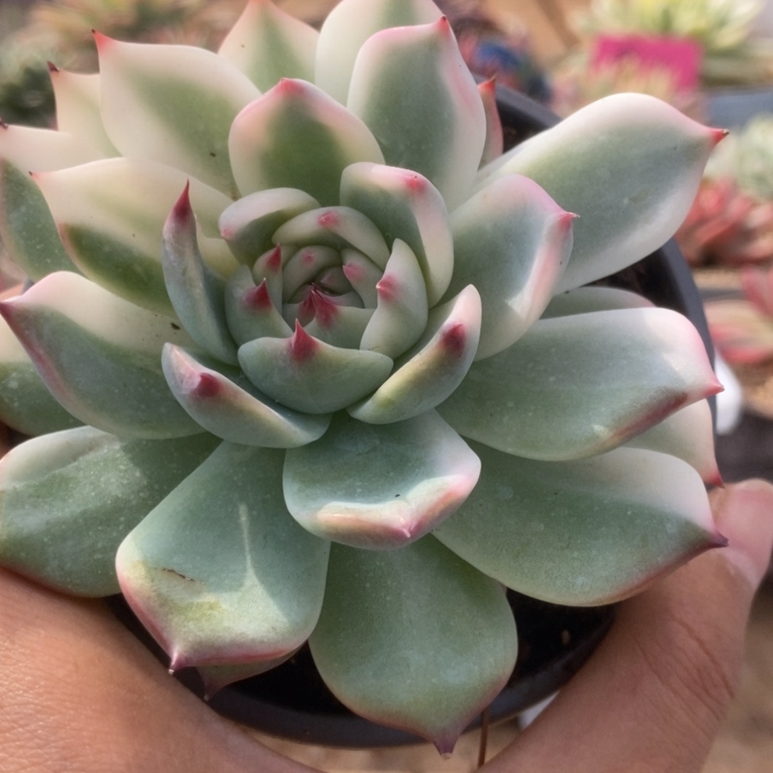 189锦锦锦锦锦锦锦锦锦