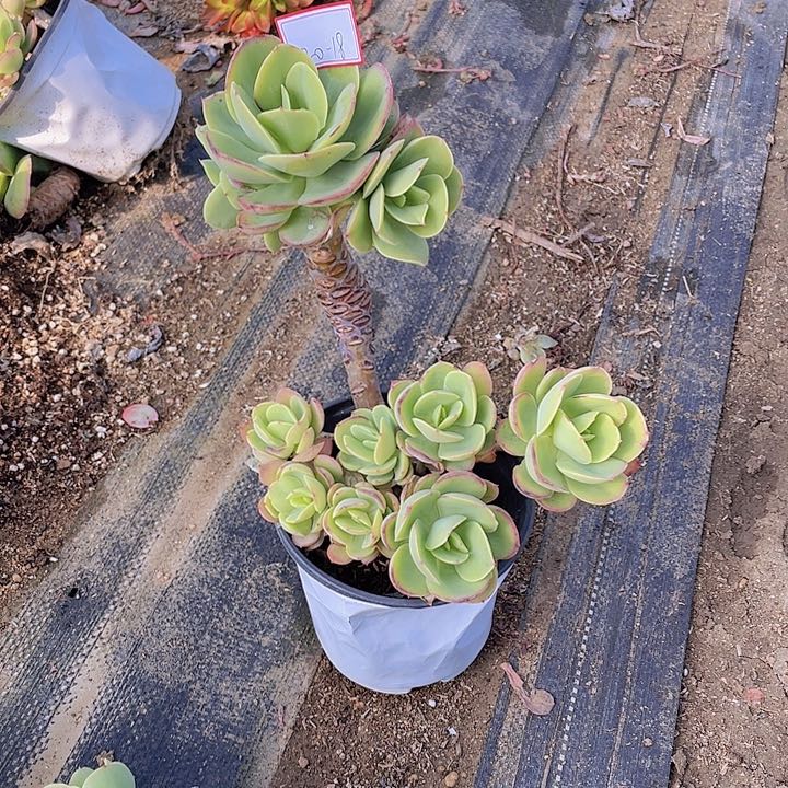 冰*鸡蛋篦头20杠18号