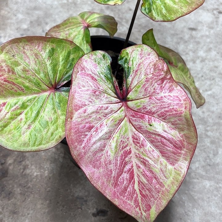 80-0214彩叶芋广东现货