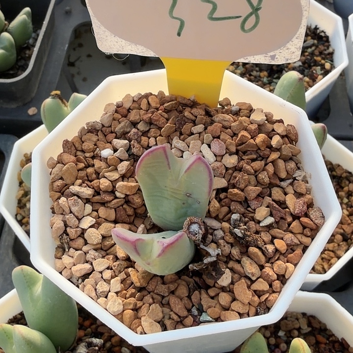 ****）328mmmmmmmjjjjjjjjjj