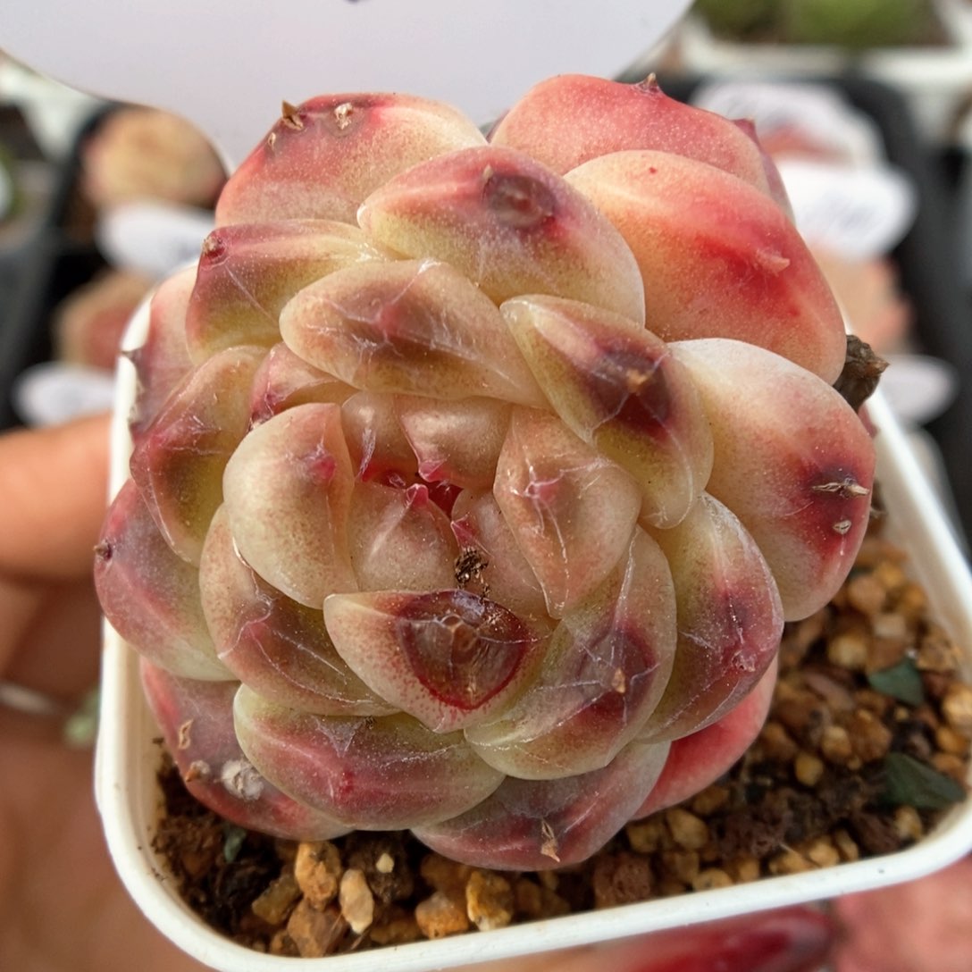 熊猫脸冰魄双头4711号