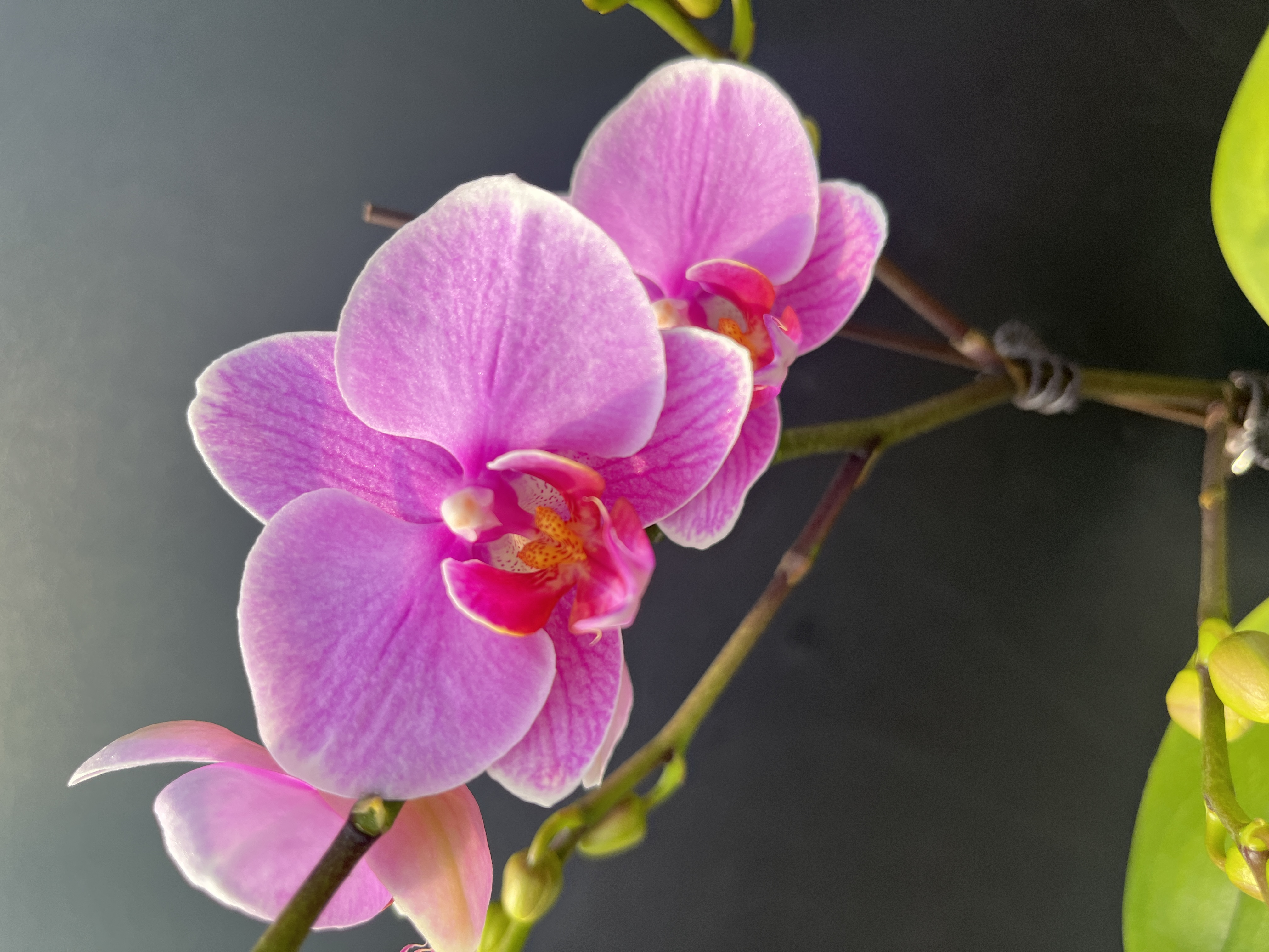 【紫蝶】梦语花卉蝴蝶兰 个别消苞福利品无售后