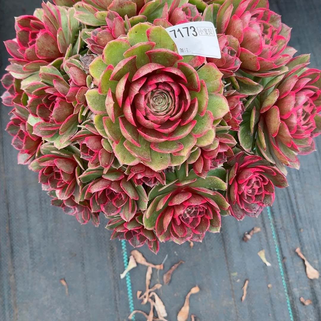 徐**?7173粉花妖多肉多肉