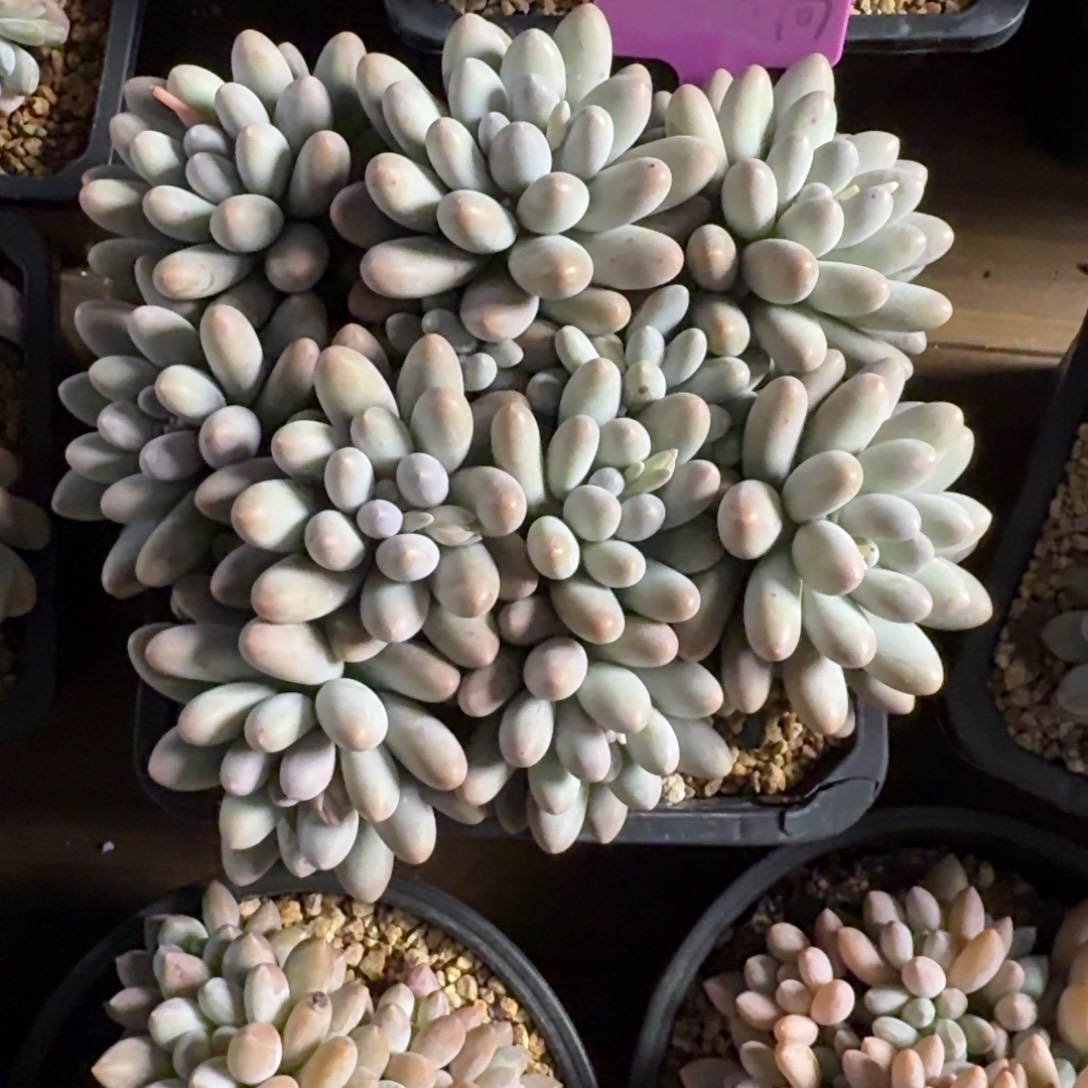 大号汤圆111111111111111111111