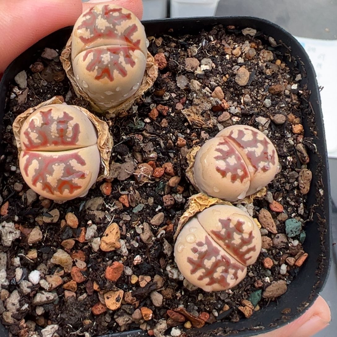 9.1好看的多肉脱土发货204