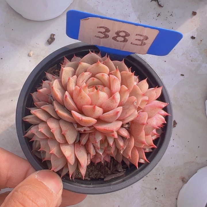 健健康康平平安安