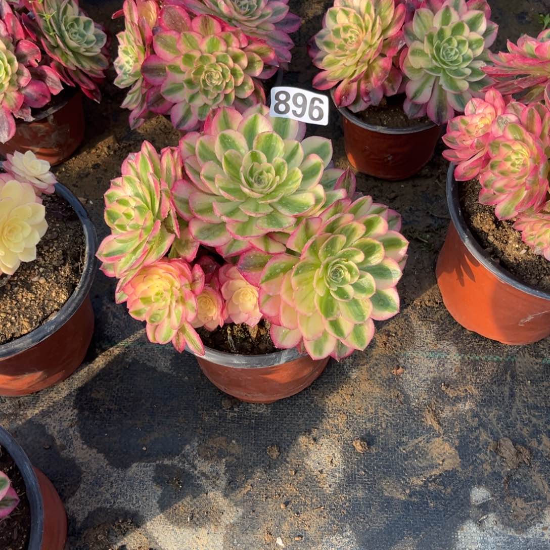 896荔枝法师多肉植物