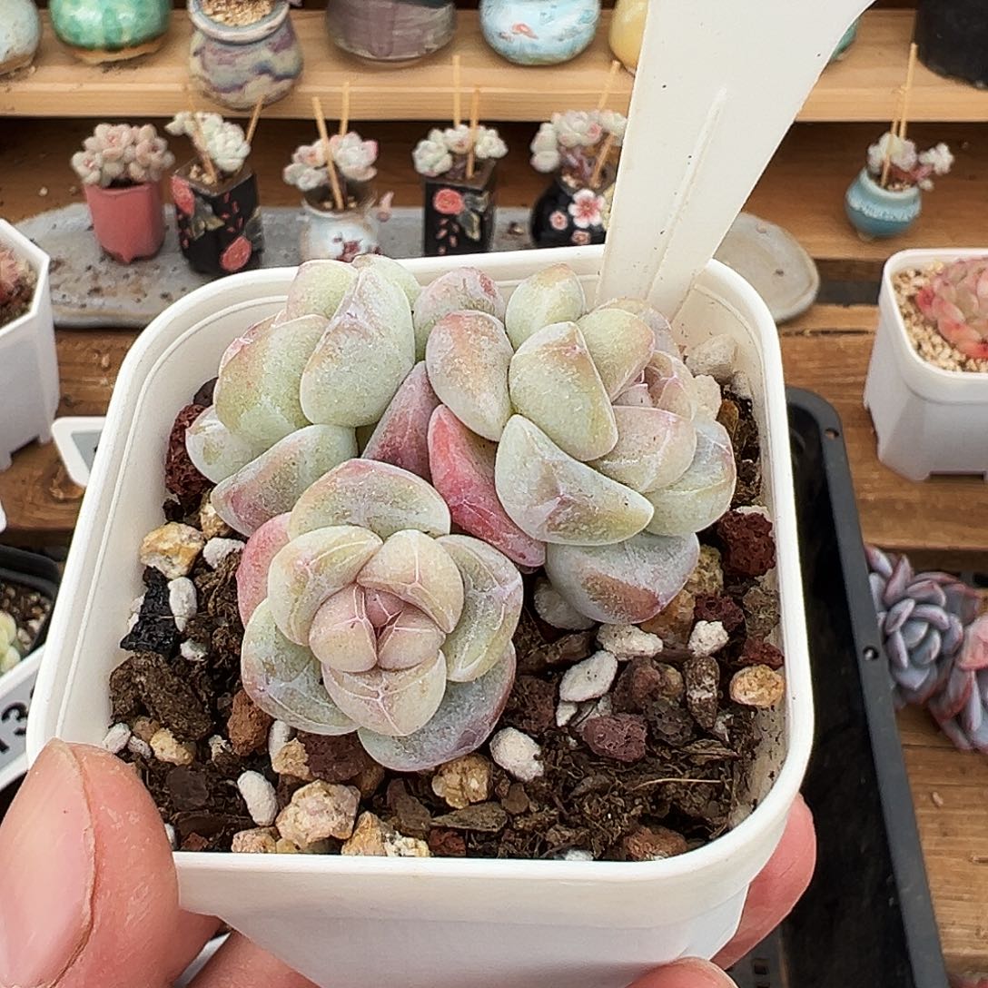 碎*?多肉冰玉1236多肉