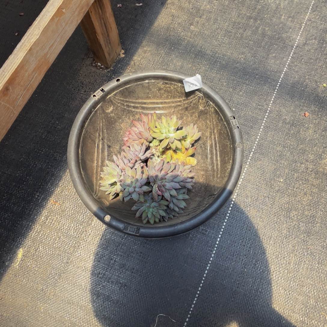 一***ok 73两颗虞美人群生