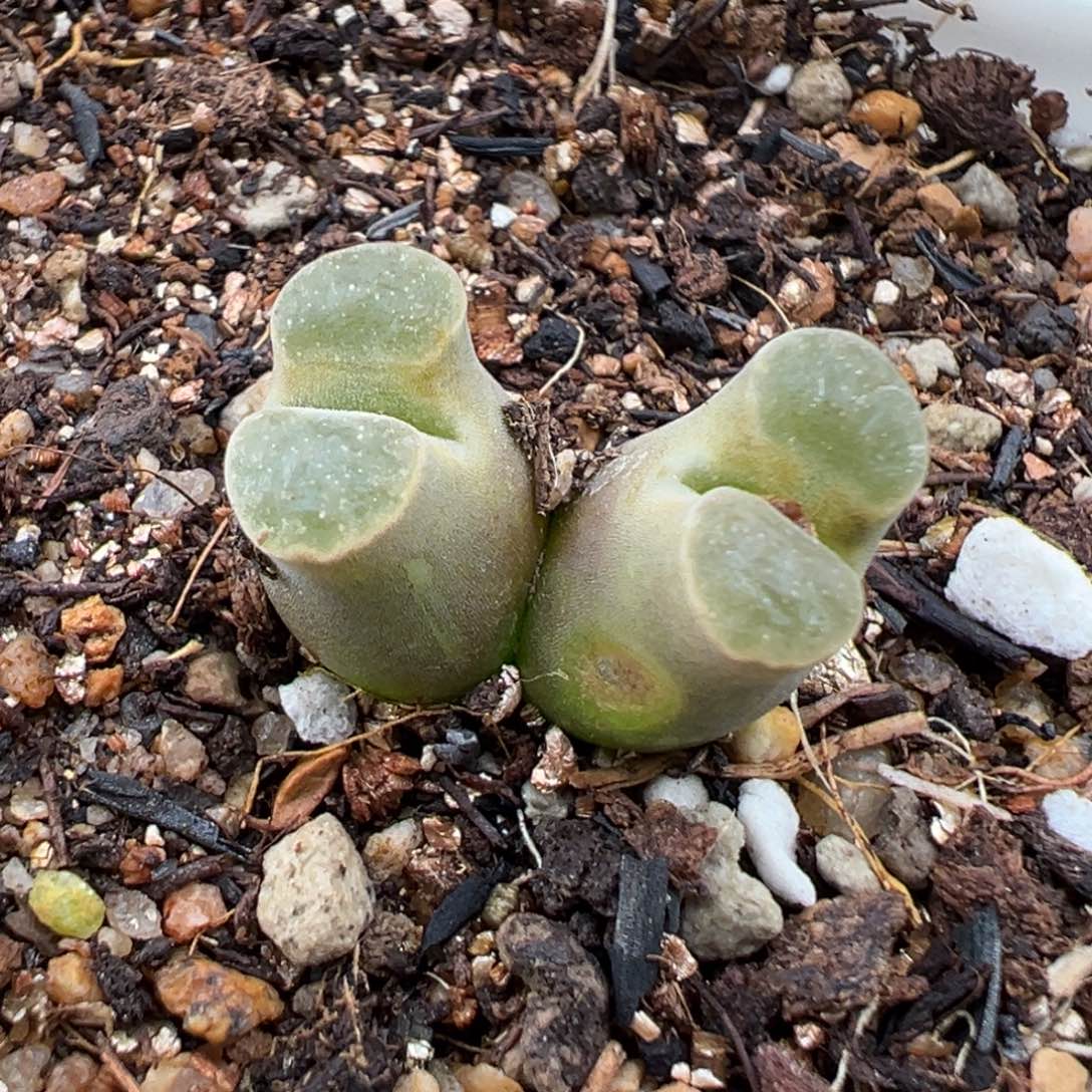 1.15好看的多肉952