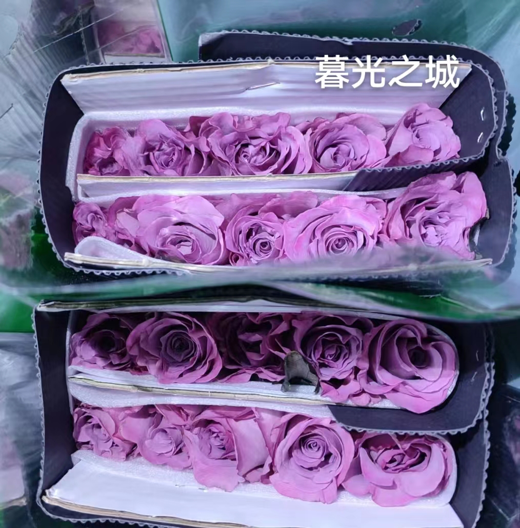 紫暮光之城   四季灌木月季