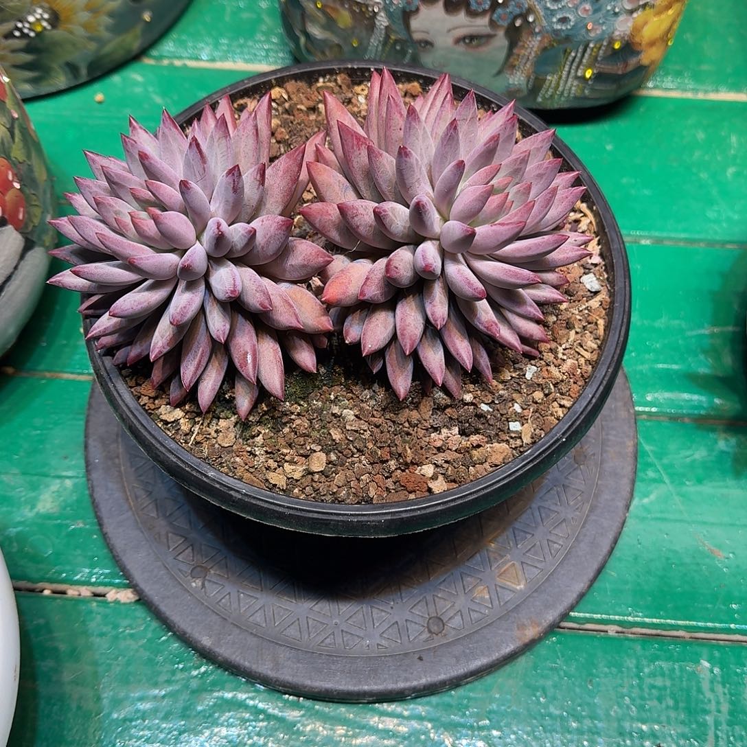 多肉植物多肉植物