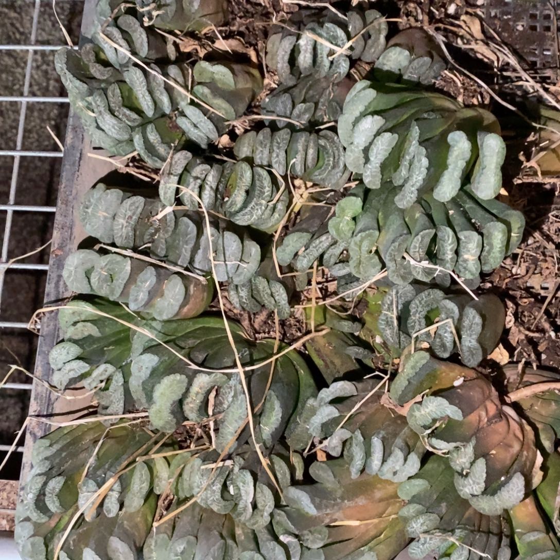 1838 一颗实生大玉扇 超级福利