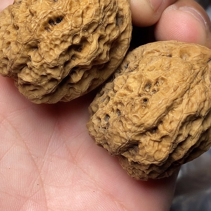把件文玩核桃云南铁核桃14
