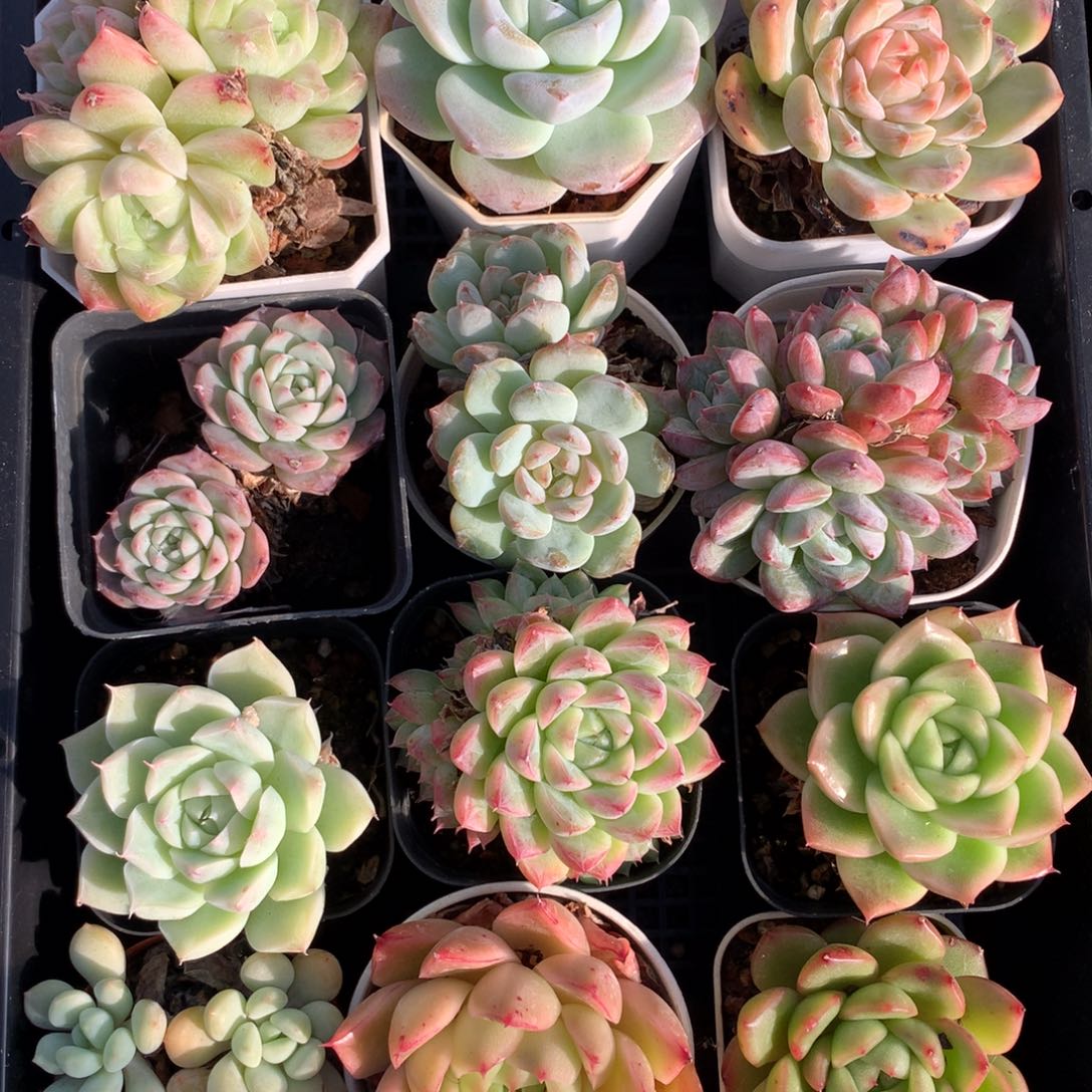 1113-22 套餐一组